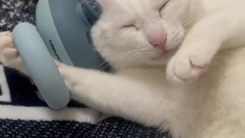 😂😌 Cat's Mental Health Day is Hilarious! | FunFM
