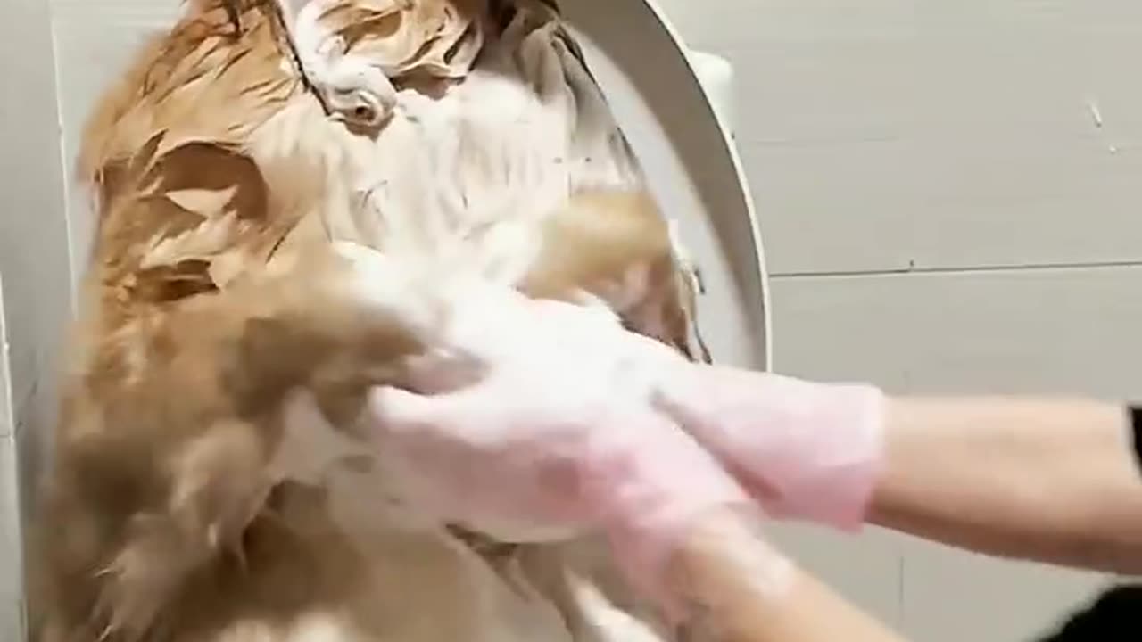😂 Funny Video 🤣 Comedy Video🤣