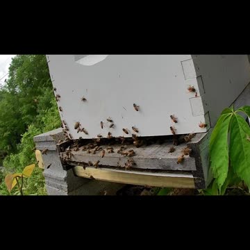 Thursday Afternoon long cut