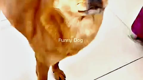 😂😆 "This Dog Just Invented Comedy!" 😂😆