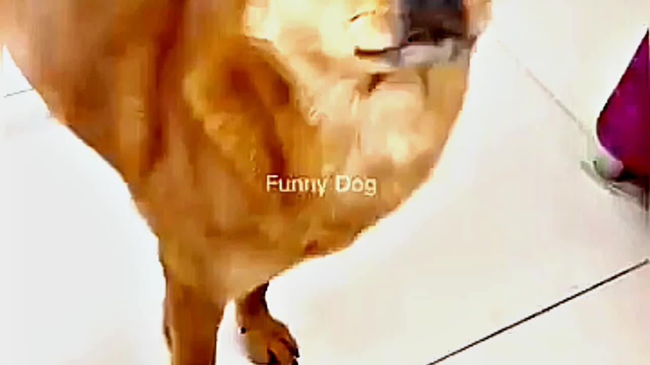 😂😆 "This Dog Just Invented Comedy!" 😂😆