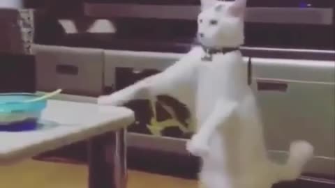 funny cat
