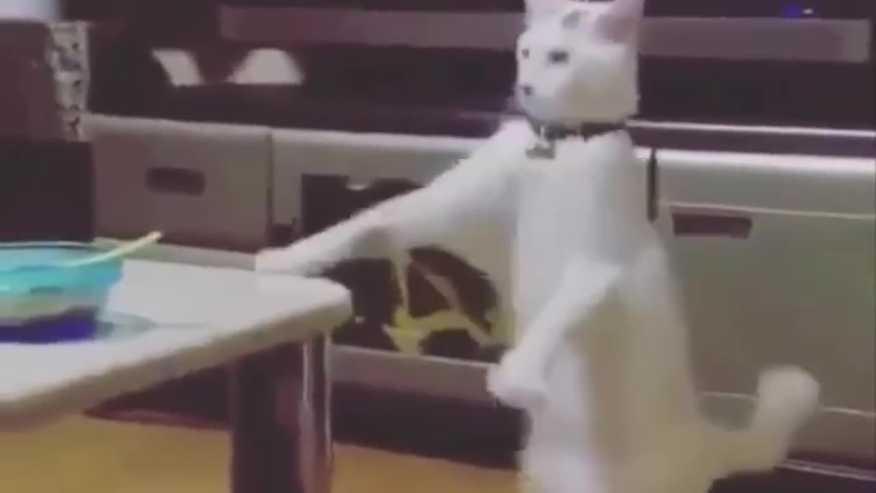 funny cat