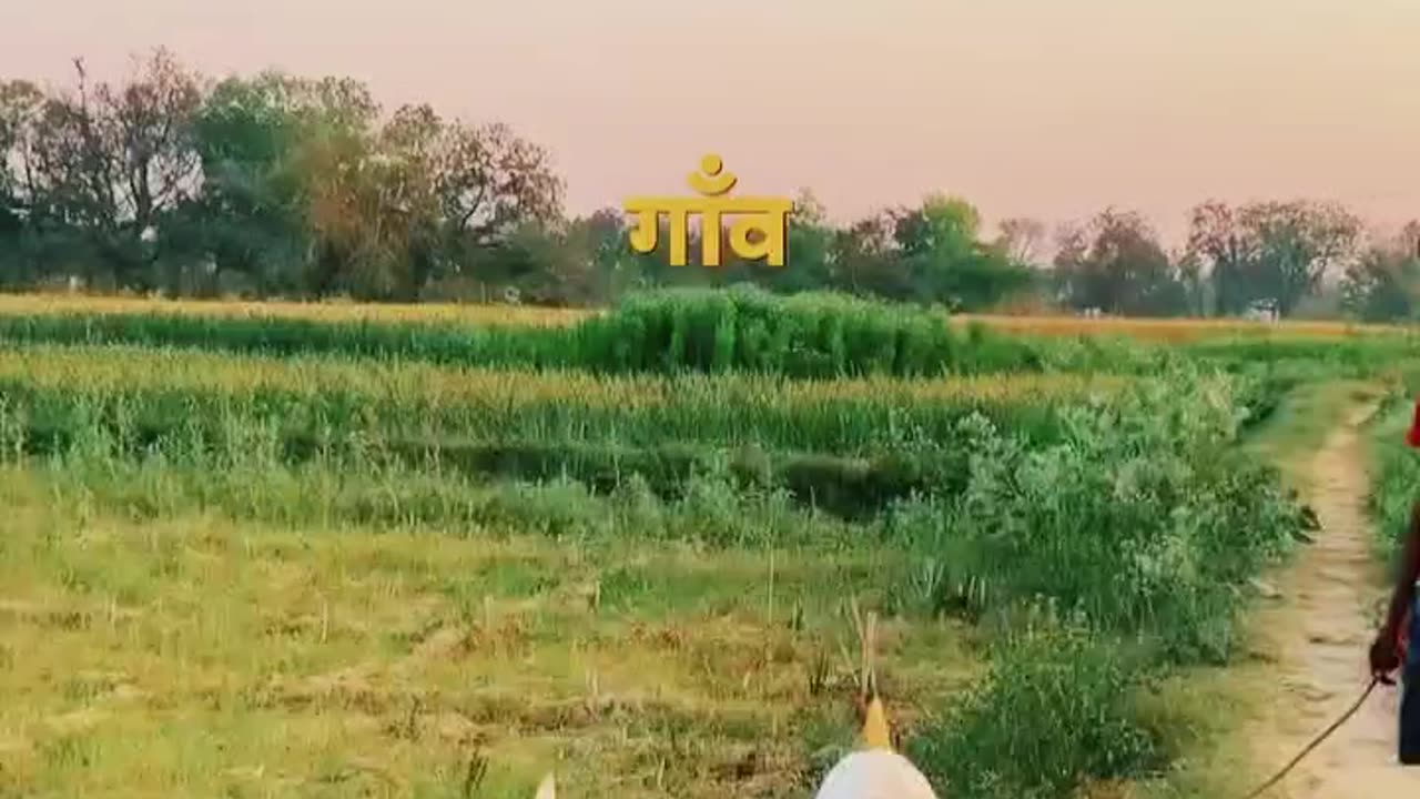 #Asali Sukun To Gaon Mein Hi #Hai 👌👌🫡🫡