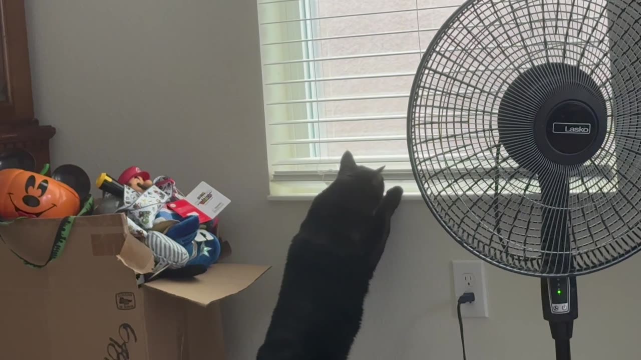 Cute Precious Piper Goes After a Lizard - Adopting a Cat from a Shelter Vlog