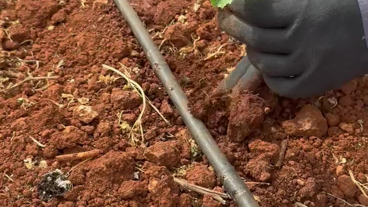Planting cucumber seedlings