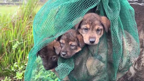People keep throwing animals away like trash... we're going to rescue ALL of them. 💔🐾