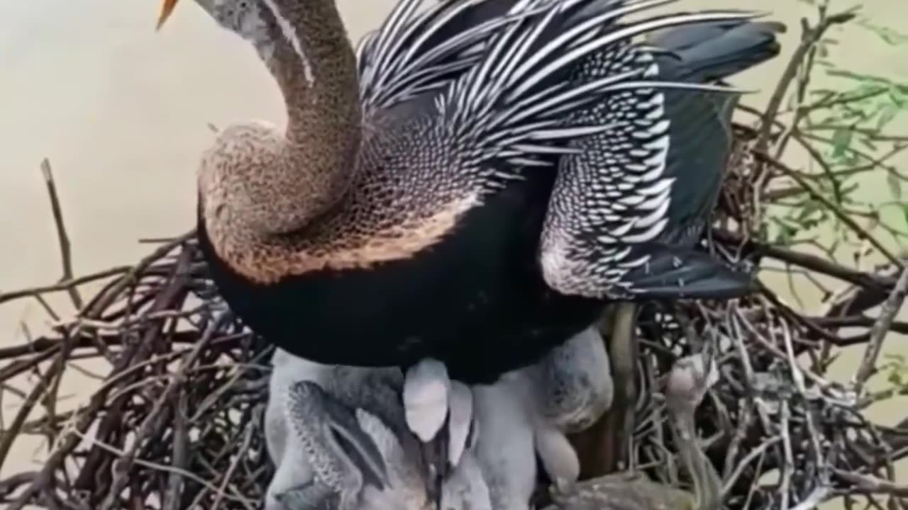 Ep08 | Review mother bird feeding her chicks in the nest