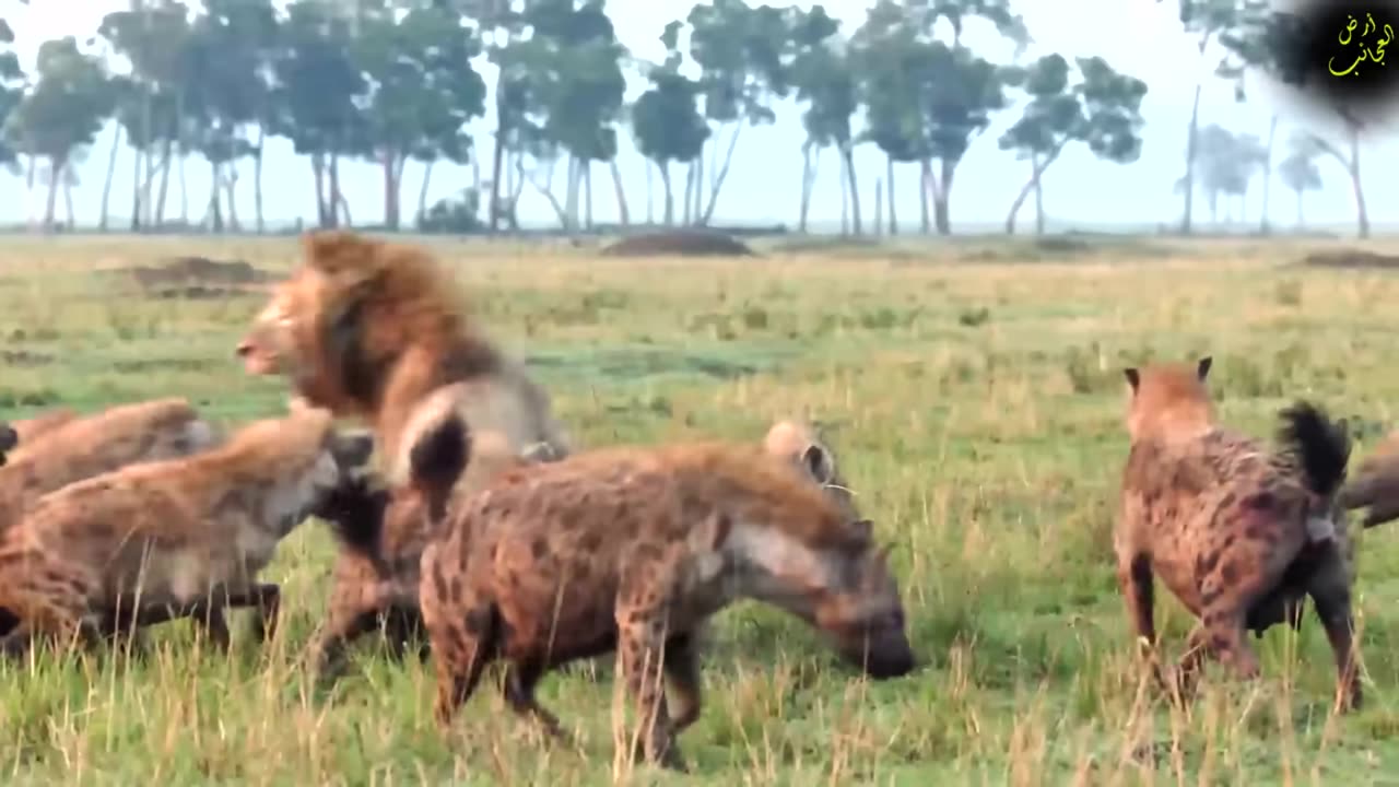 animals