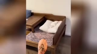 😹 FELINE FRENZY! These Wild Cats Are Out of Control (and Hilarious!) 🐾💥