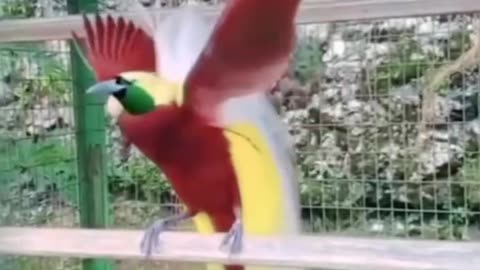 The Bird of Paradise