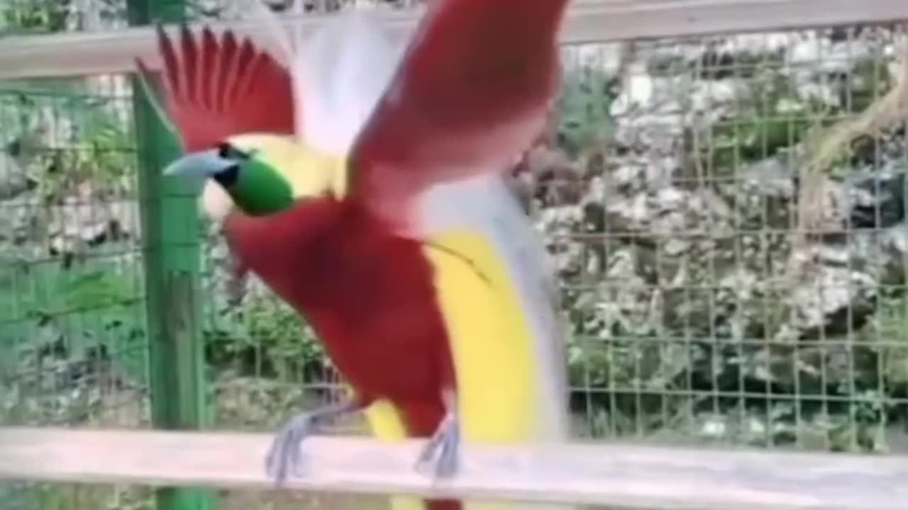 The Bird of Paradise