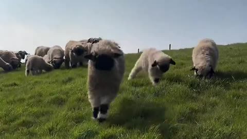 Lambs are out😂❤️