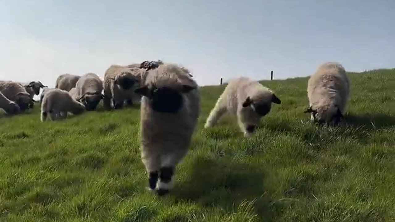 Lambs are out😂❤️