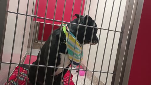 Oreo 3y A857246 kennel 177 PACC shelter kennel kinda on edge so I'm glad we shared time_20250611_498