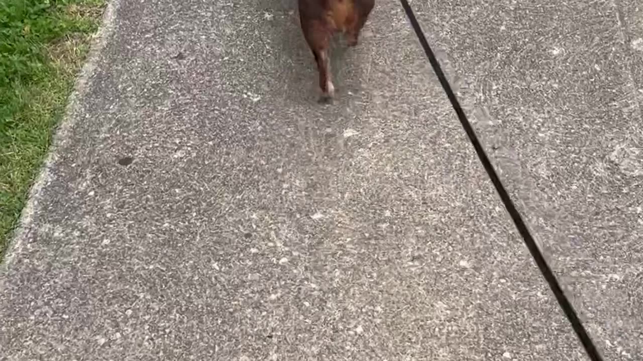 My Dog!
