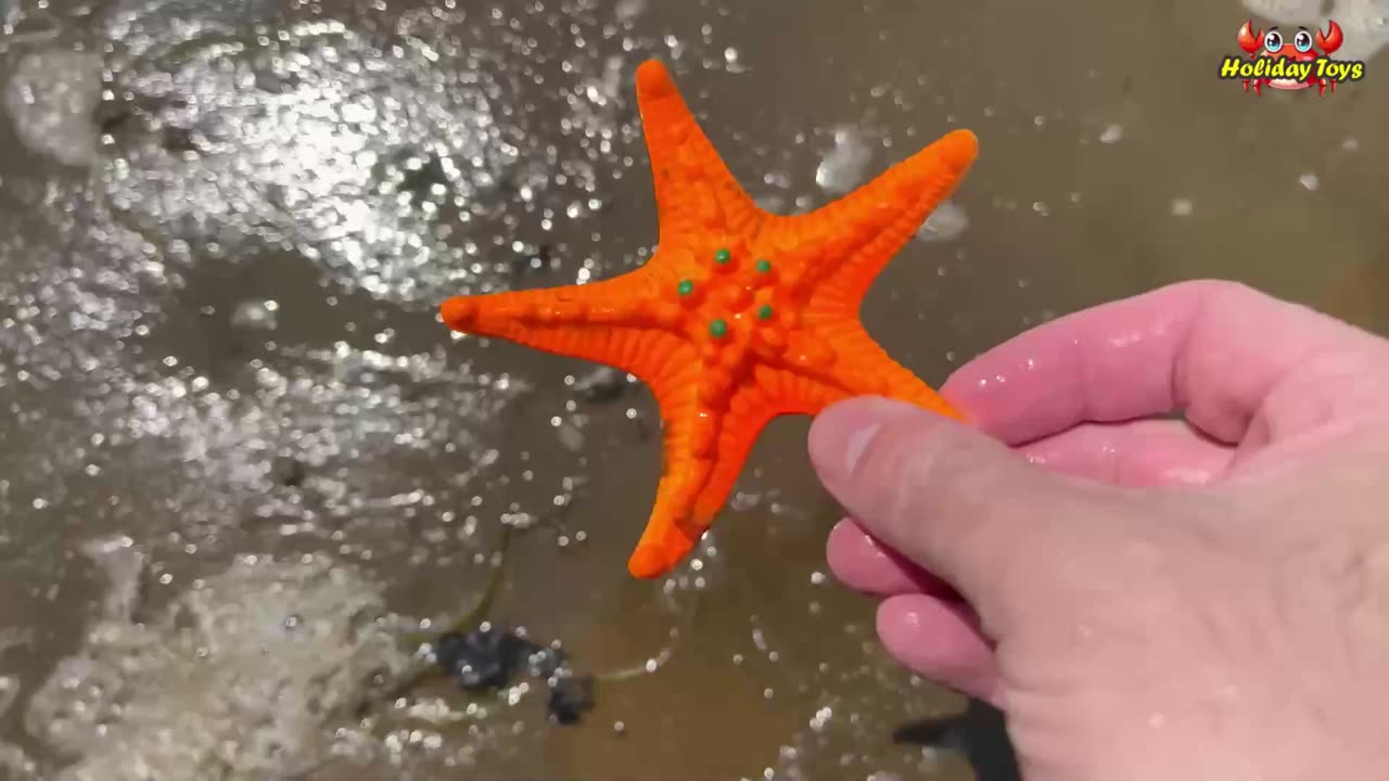 Brown Crabs Get Stuck in the Mud and Hard to Get Out