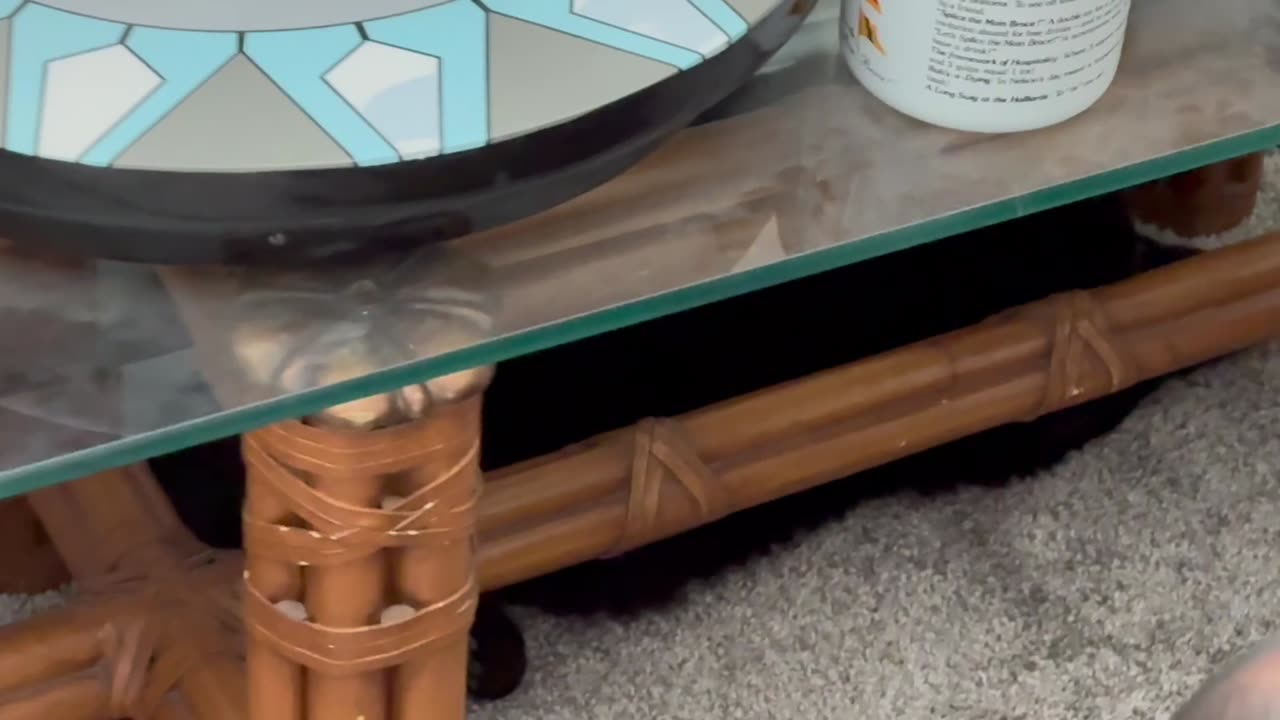 Cute Precious Piper Has a New Hiding Spot - My Adopted Shelter Cat Vlog