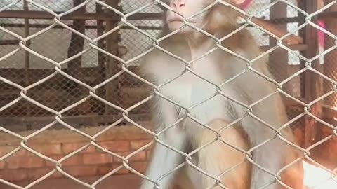 The monkeys in the cage started to misbehave when they saw us, #shortsfeed #monkey