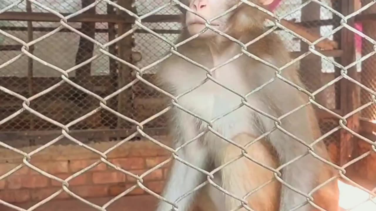 The monkeys in the cage started to misbehave when they saw us, #shortsfeed #monkey