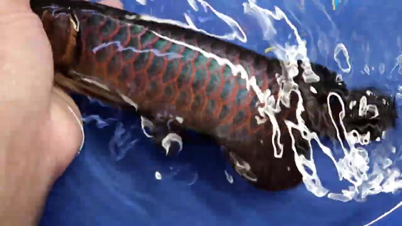 【龍爵士】綠金剛 26公分