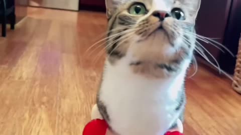 T-Rex Cat's Amazing Journey: From Unwanted to Viral Star! 🐱🦖