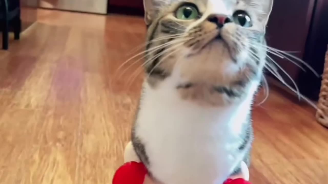 T-Rex Cat's Amazing Journey: From Unwanted to Viral Star! 🐱🦖