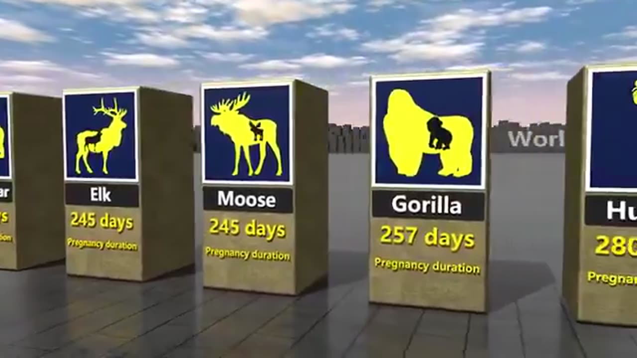 Comparison of pregnancy duration among animals