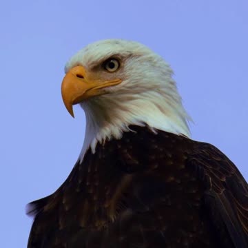 Majestic Bald Eagle Standing Tall on the 4th of July 🦅🇺🇸 | Sounds of Nature