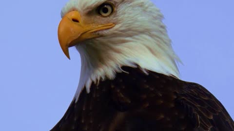 Majestic Eagle Standing Tall on the 4th of July 🦅