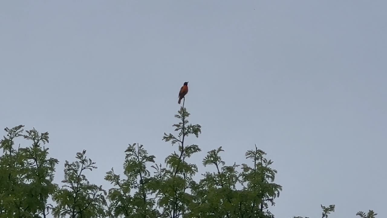 Robin on top of a tree singing away