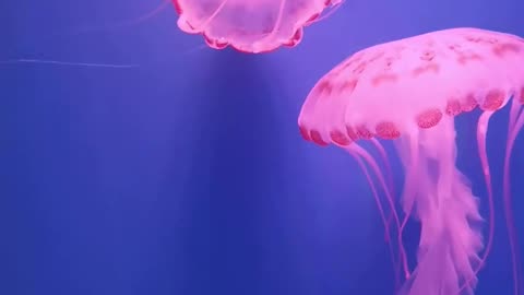 Pink Jellyfish Swimming in an Aquarium
