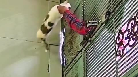 😂🐈 Kitty's Unexpected Gift Will Melt Your Heart | FunFM