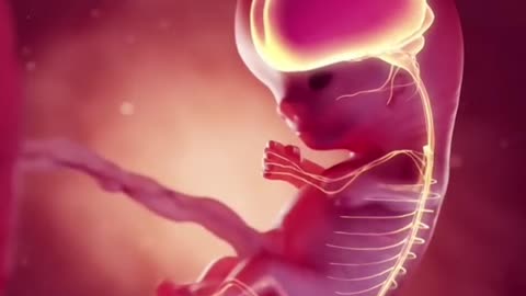 First Trimester Of Pregnancy 3D Animation