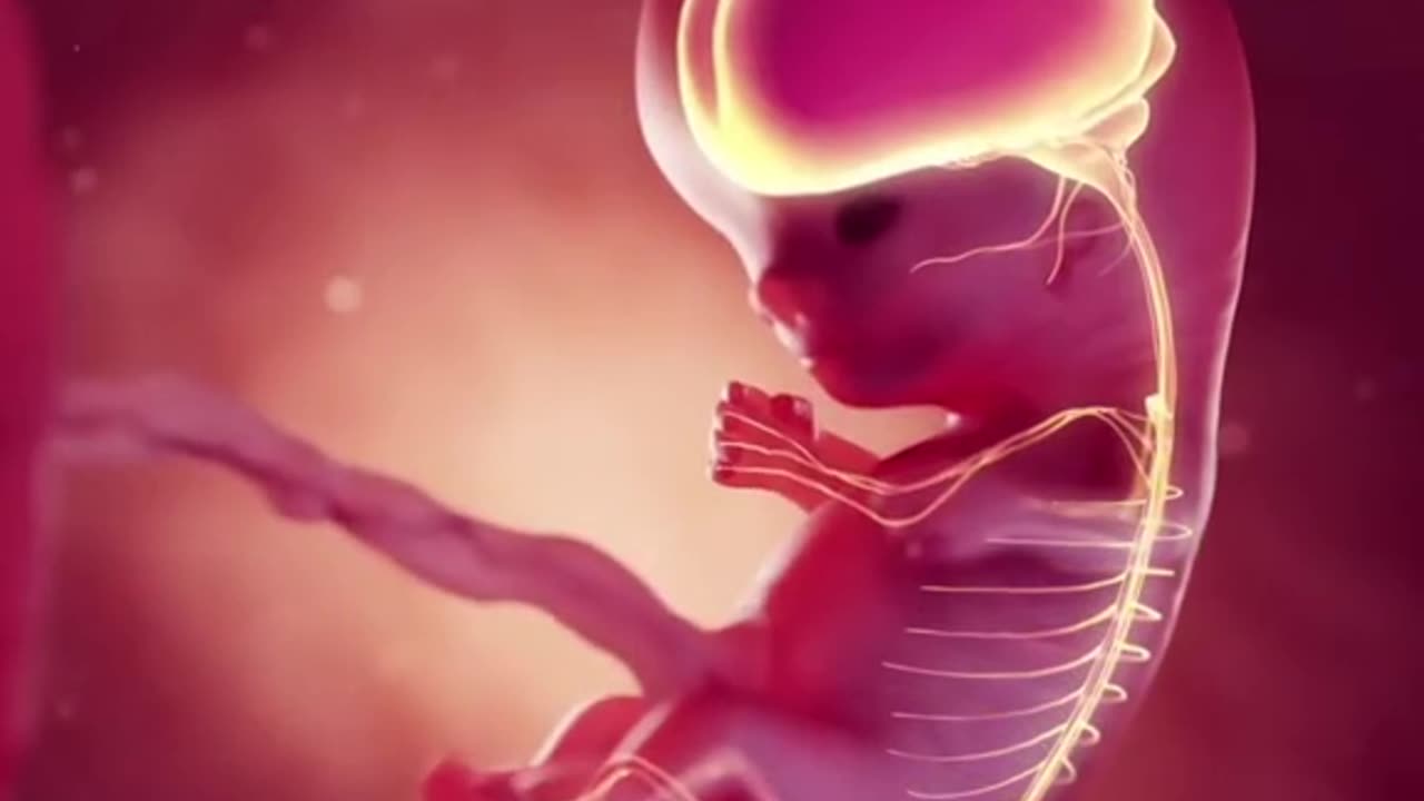 First Trimester Of Pregnancy 3D Animation