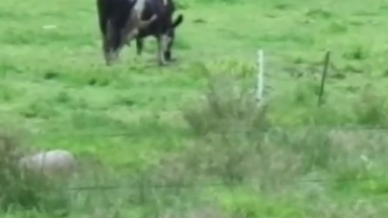 cow