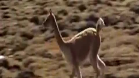 vicuña