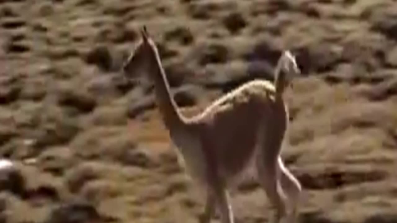 vicuña