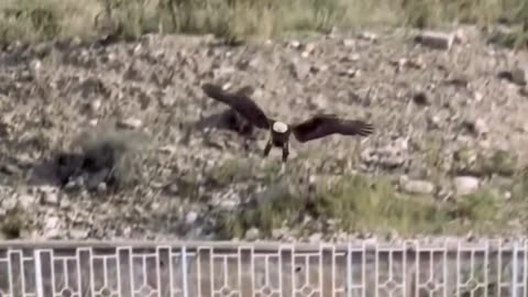 Eagle attack