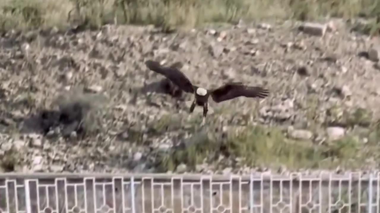 Eagle attack