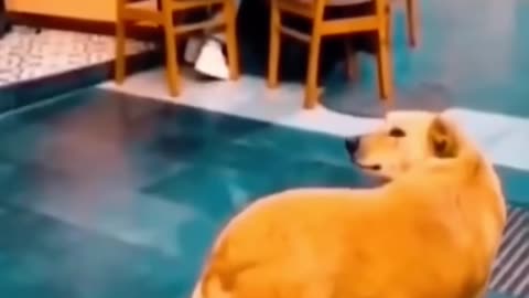 funniest cats and dogs