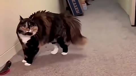 Funny cute animals