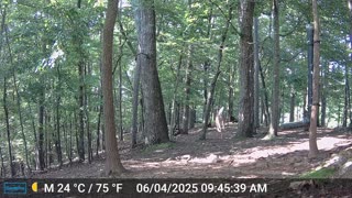 The Woods – 06/04/2025