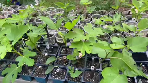 How To Root Fig Cuttings In A Classic And Excellent Method