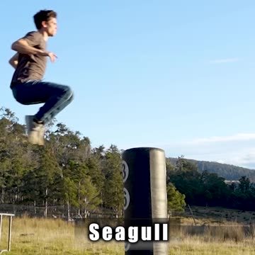 How different animals fight