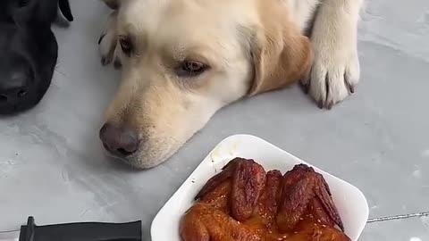 Dog: Are you sick? Give me the real deal?fast growth plan