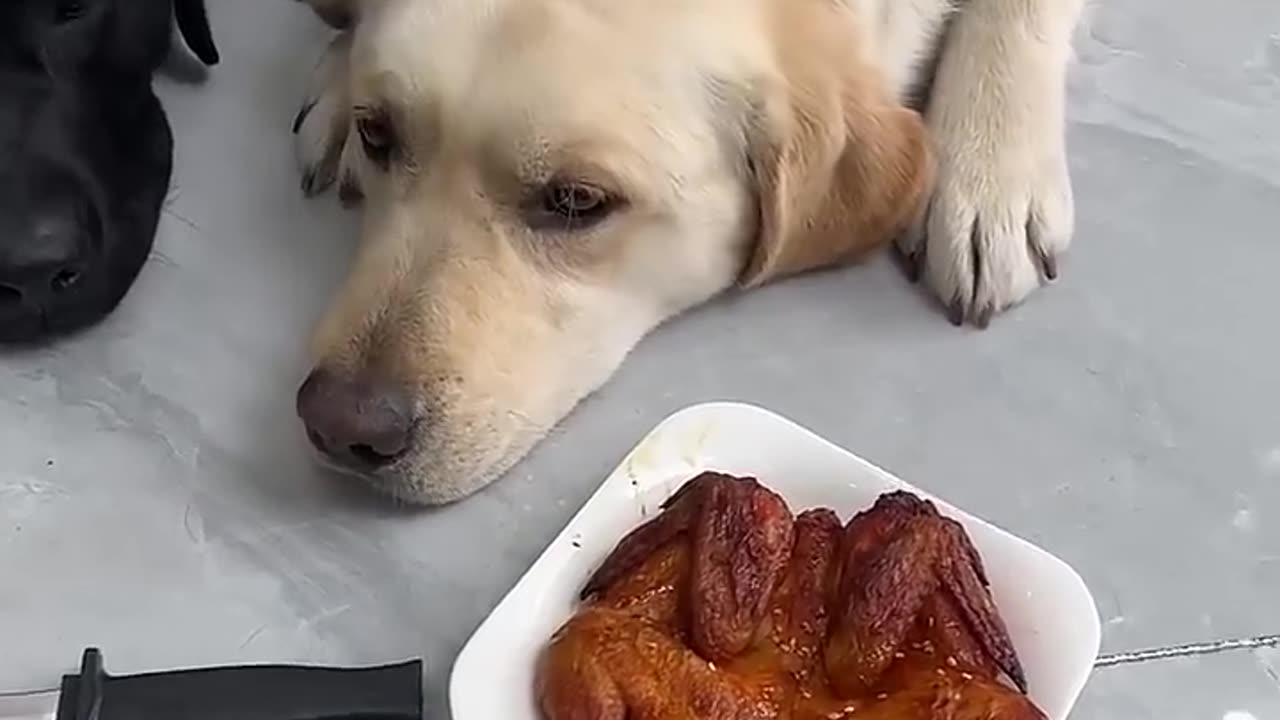 Dog: Are you sick? Give me the real deal?fast growth plan