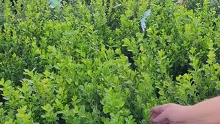 😂🌳 Accent Shrubs Are Hilarious! | FunFM