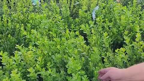 😂🌳 Accent Shrubs Are Hilarious! | FunFM