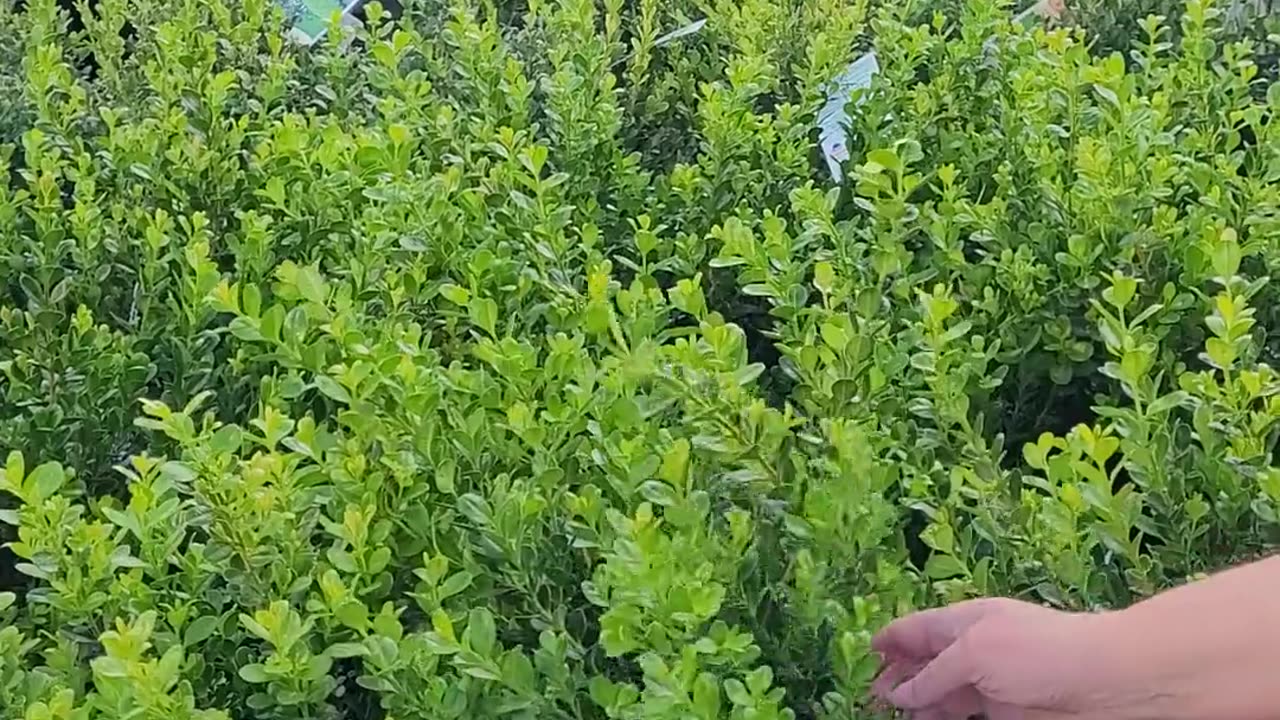 😂🌳 Accent Shrubs Are Hilarious! | FunFM